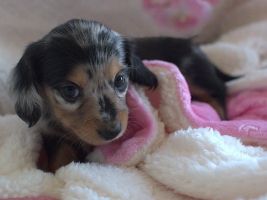 vom treuen wachter long haired mini dachshunds